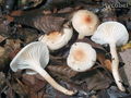 Hygrophorus lindtneri